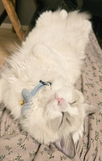 仰向けに“寝落ち”する姿が可愛い保護子猫→お迎えから2年後には「家族みんなを振り回すお嬢様猫」に成長！