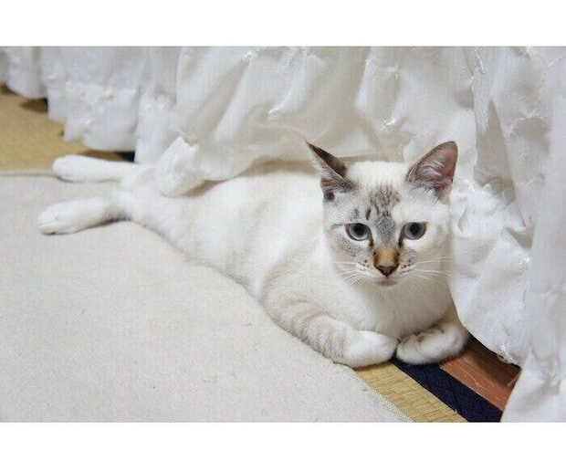 生後半年ごろのすずちゃん