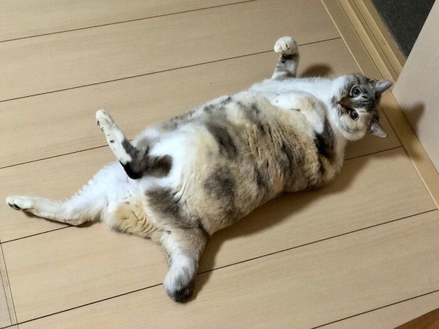 現在10才のすずちゃん