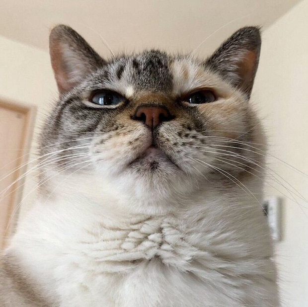 福々しい見た目のすずちゃん