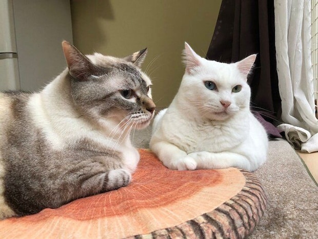 まったりするすずちゃん、マルくん