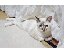 生後半年は「シャムミックスのような見た目」だった猫→10年後、「まだらに焦げた」激変姿にびっくり！