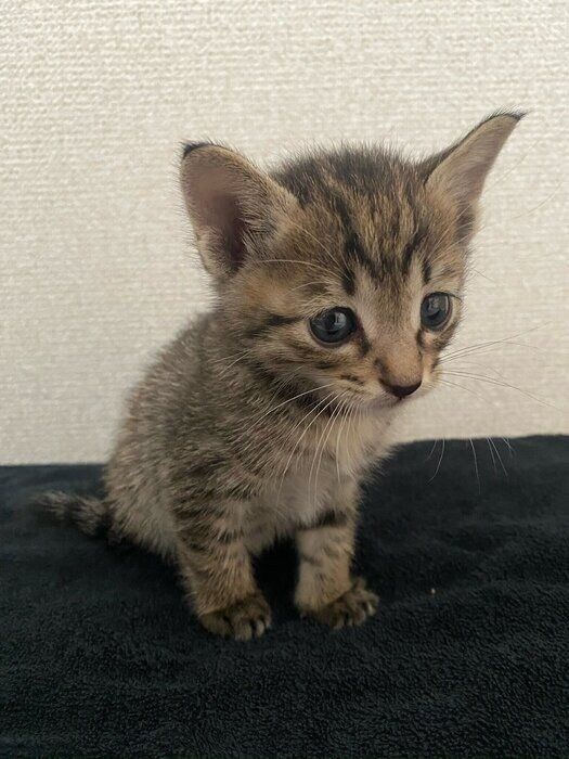 ちょこんと座る生後1カ月の猫