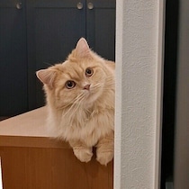 視線を感じる！猫が「監視」したくなる人とは【獣医師解説】