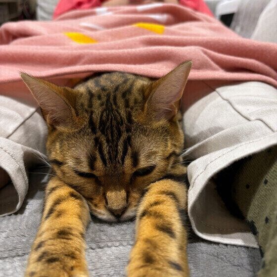 お母さんの足の間ベンガル