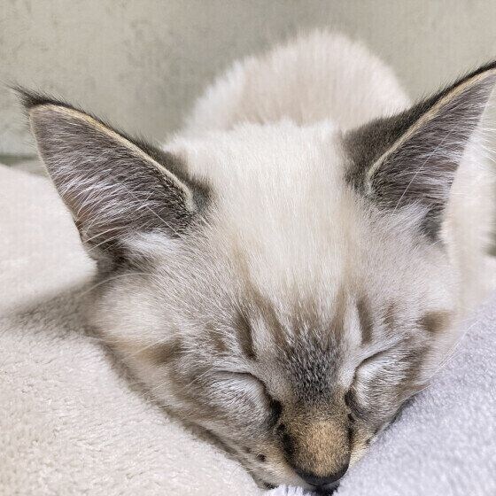 挟まって寝るサバトラ