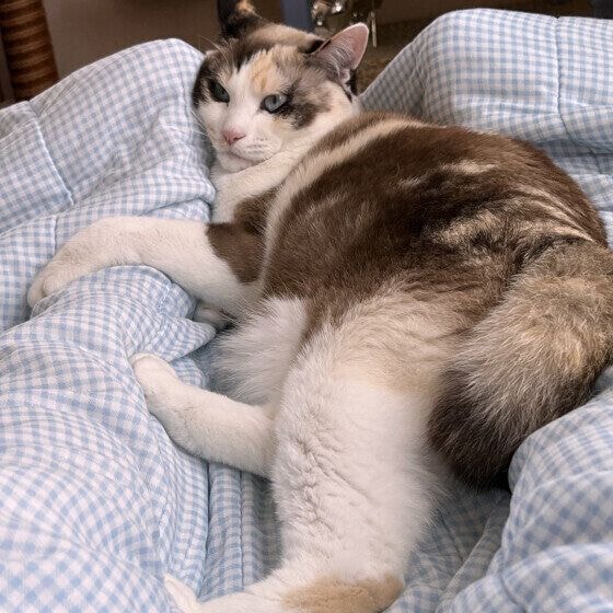 足の間でほっこりミケ