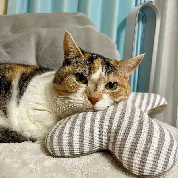 2年前の投稿。新しい枕に頭を乗せるはなちゃん