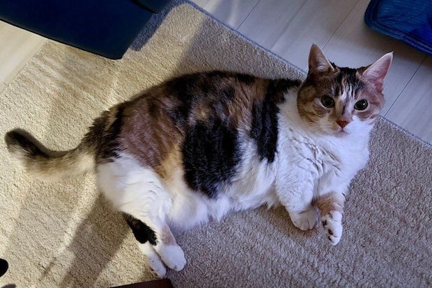 寝る前におやつを要求するはなちゃん