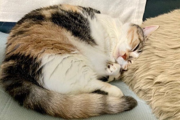 5年前の投稿。新しいクッションを枕にするはなちゃん