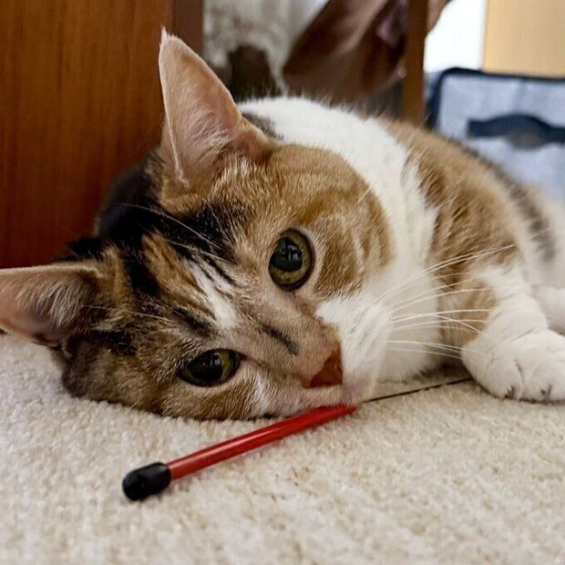 おもちゃを抱えるはなちゃん