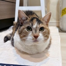 「新しい物に乗ってみる主義？」新調したキッチンマットにすぐ乗る猫の行動を獣医師に聞いてみた