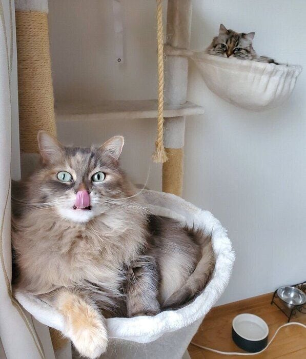 2匹のサイベリアン