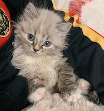 「若干の警戒心が見え隠れしていた」生後4カ月の子猫→5年後にはおとなびた表情になり「ますます可愛さが増した」姿に！