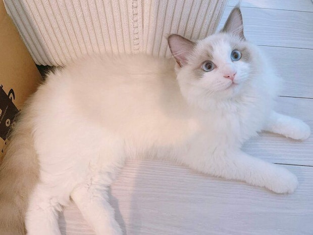 まったりするざらめくん