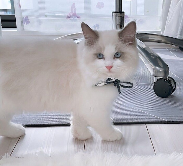 お迎え当時のざらめくん