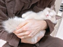 抱っこ中にスヤスヤ眠ってしまったラグドールの子猫　“赤ちゃんすぎる姿”に飼い主さんも驚き！