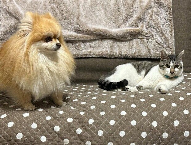 らいくんと先住犬・ひまりちゃん