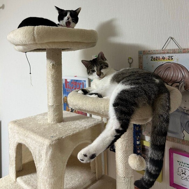 定位置でくつろぐ2匹