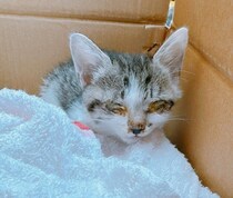 会社の門でひとりぼっちでぐったりしていた子猫を保護→生後10カ月の今、驚くほど動き回る元気なコに成長！