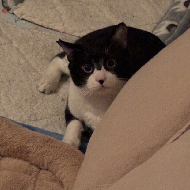 飼い主さんを見上げるイブくん