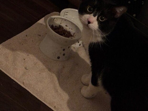 飼い主さんの目の前でゴハンを食べるイブくん