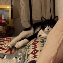 「あっ、おかえり」くつろぎながら顔だけ向けて出迎える猫の心理を獣医師に聞いてみた