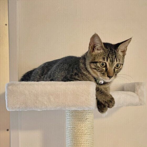 だいず  MIXキジトラキャットタワーの上から