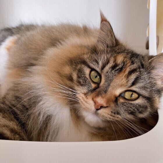 うにも  サイベリアン毎日が日曜日