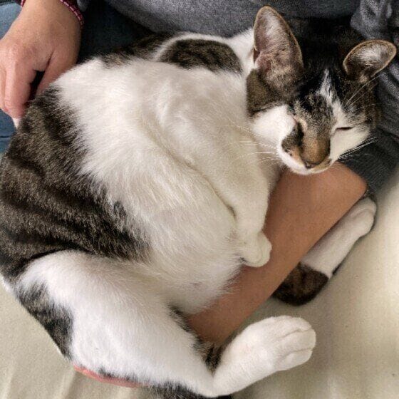 チョロ MIX黒×白ママ〜大好き