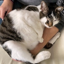 普段の生活で「なぜか愛猫に好かれる」人がいるのはなぜ？飼い主さんが知っておきたい理由と接し方