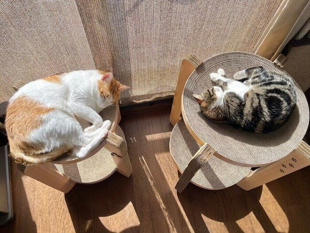 飼い主さんが見た光景。体格に合わない場所でひなたぼっこをするおーちゃんとはなちゃん