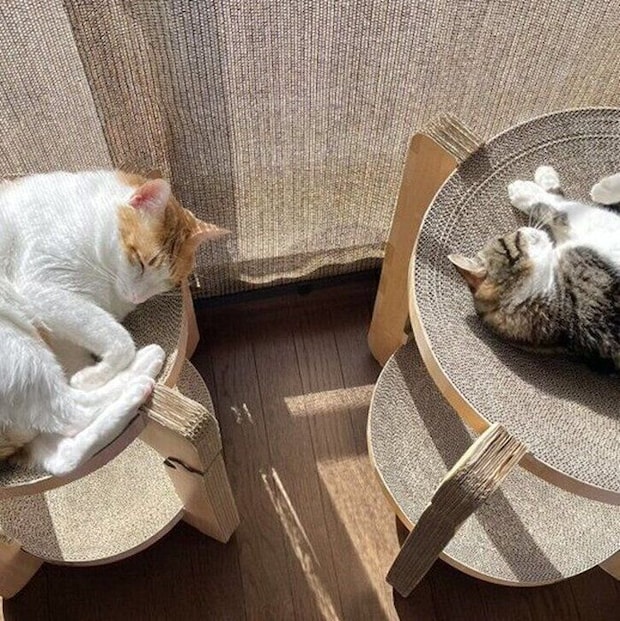 爪とぎ器の上でひなたぼっこをするおーちゃんとはなちゃん