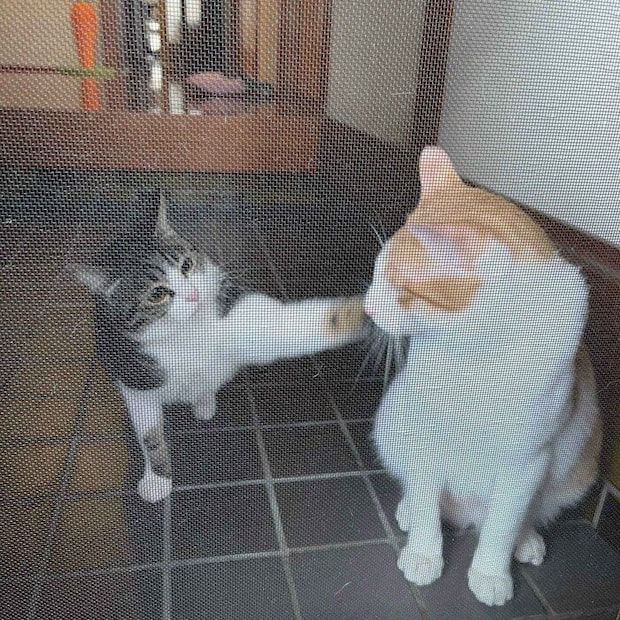 おーちゃんに猫パンチするはなちゃん