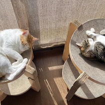 ふだんからはみ出しがちな猫！　自分の体より小さい寝床で寝る猫の心理を獣医師に聞いてみた