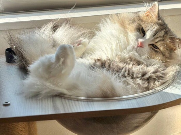 まったりするふゆくん