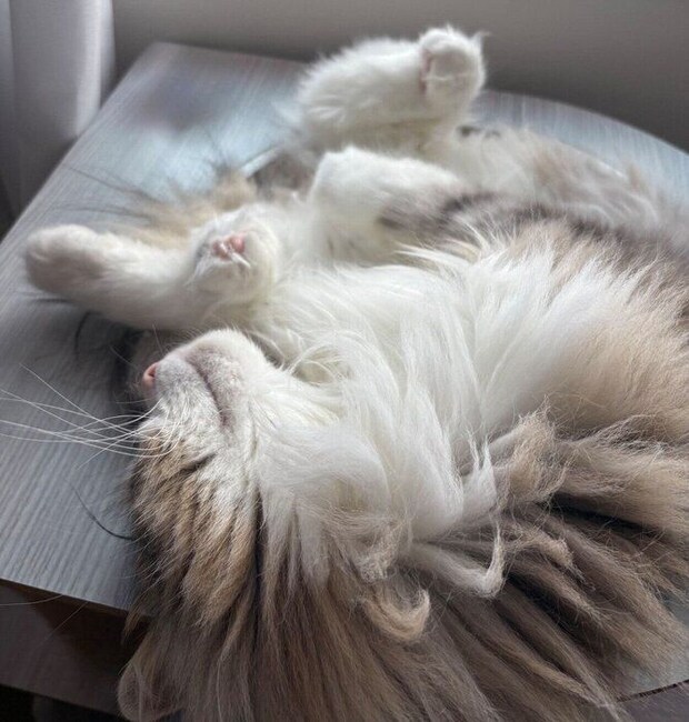 無防備すぎる寝姿を見せるふゆくん