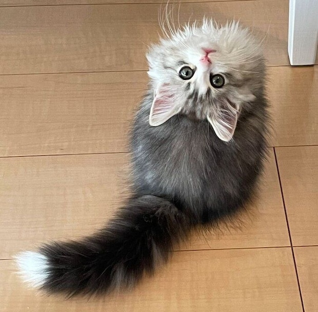 お迎え翌日に撮影した、生後3カ月のふゆくん