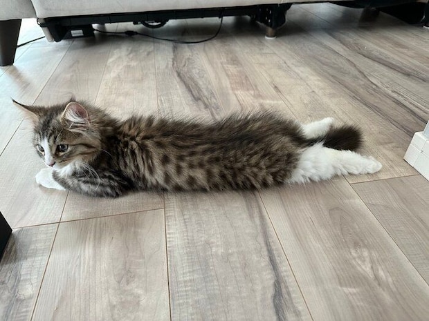 子猫時代のどんぐりくん