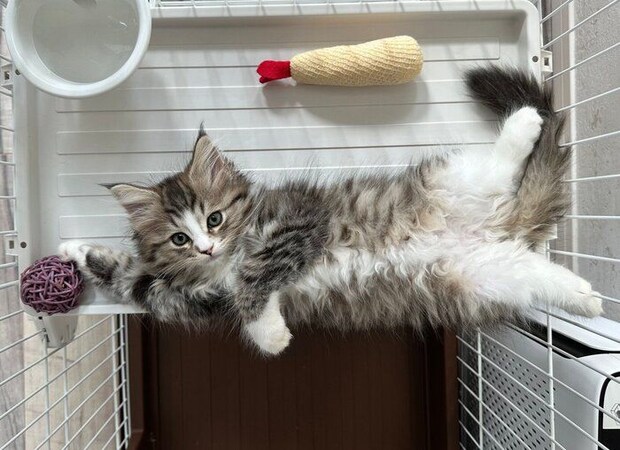 生後2カ月のどんぐりくん