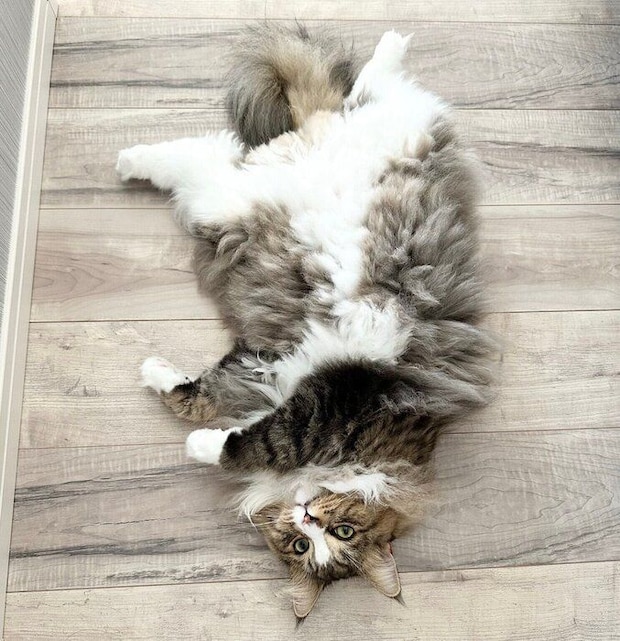 ヘソ天するどんぐりくん