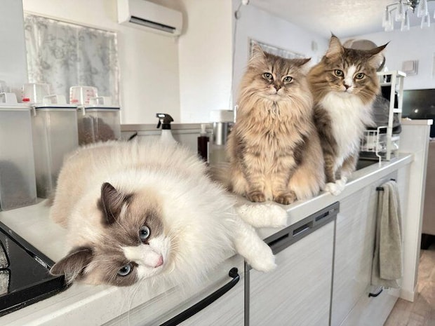 朝ゴハン待ちをする3匹