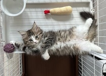 “ヘソ天”しながらカメラ目線を決めた子猫→2才目前の今も変わらない無防備な姿がかわいすぎる！