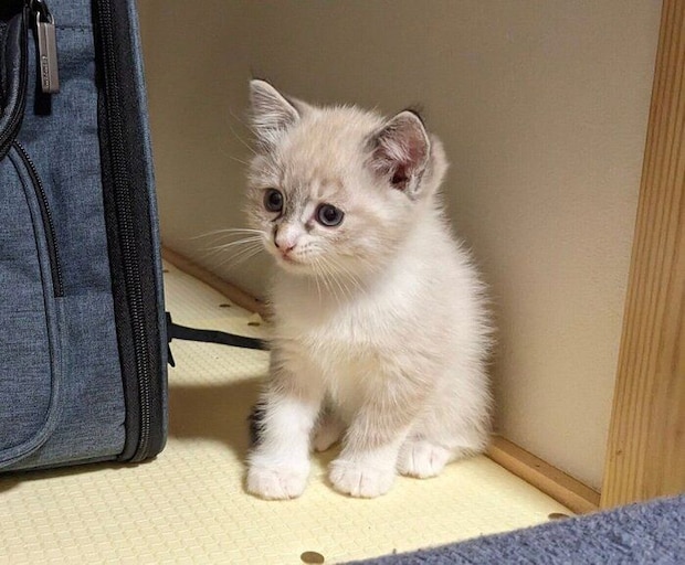 生後2カ月のころのおもちくん