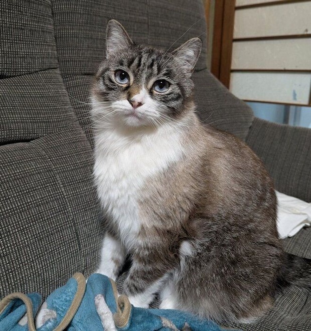 見つめるおもちくん