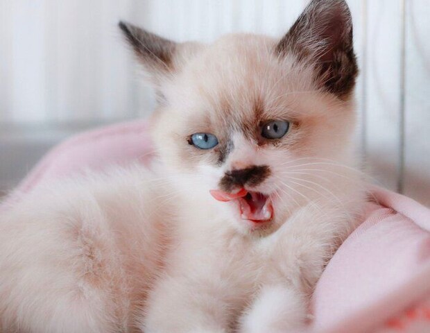 生後推定2カ月のころのちーちゃん