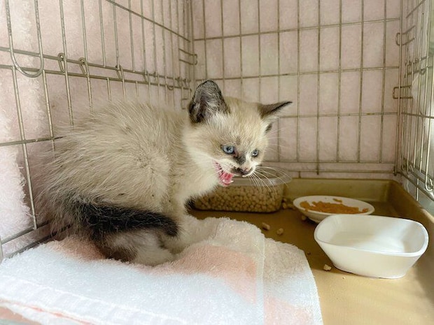 保護当時のちーちゃん