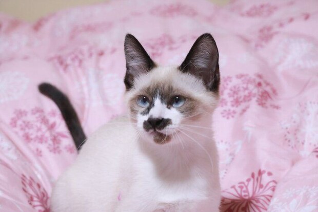 生後推定6カ月のころのちーちゃん