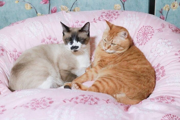 まったりするちーちゃん、先住猫・とらちゃん