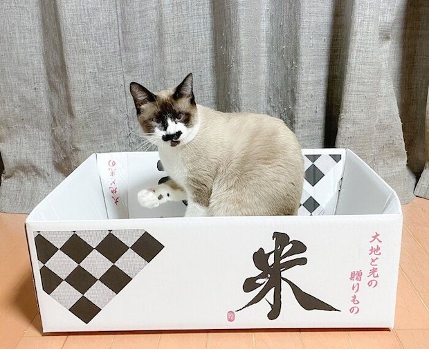 箱に入るちーちゃん